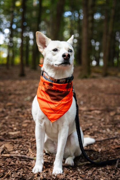 Dog sitting in woods, wearing bandana around neck